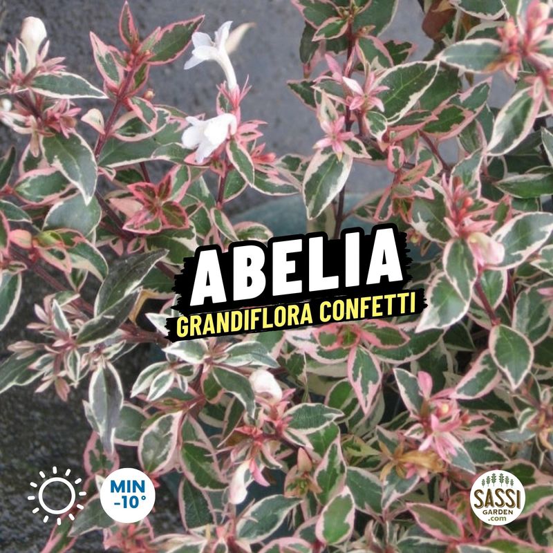 Abelia x grandiflora &#39;Confetti&#39; - vaso Ø18 cm