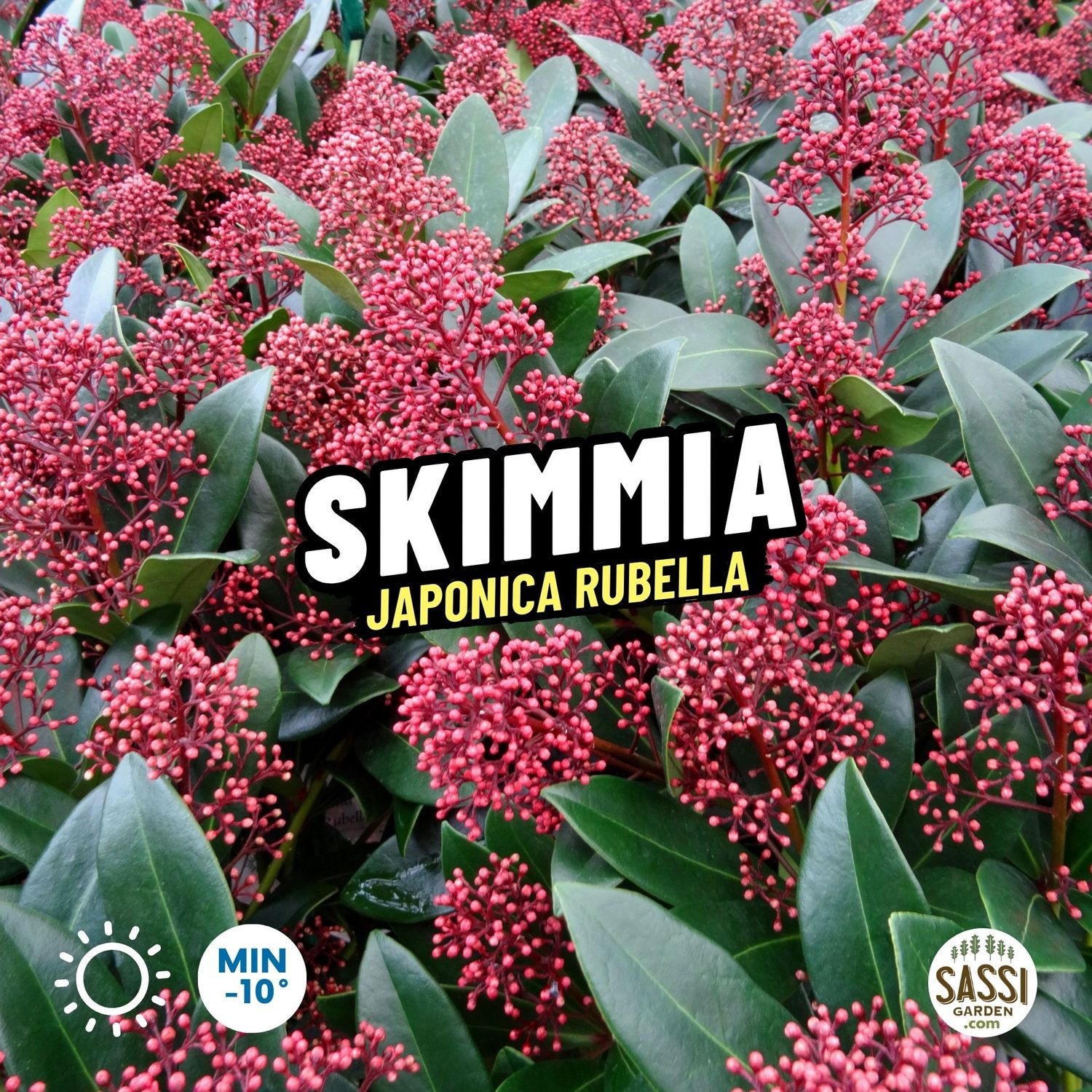 Skimmia japonica 'Rubella' - vaso Ø19 cm Skimmia japonica 'Rubella' - vaso Ø19 cm