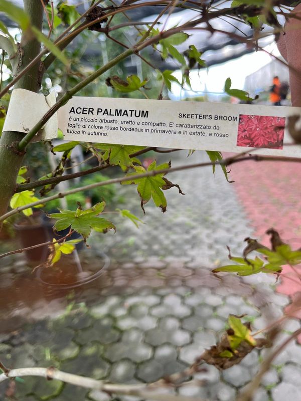 Acer palmatum 'Skeeter's Broom' - vaso Ø29 cm