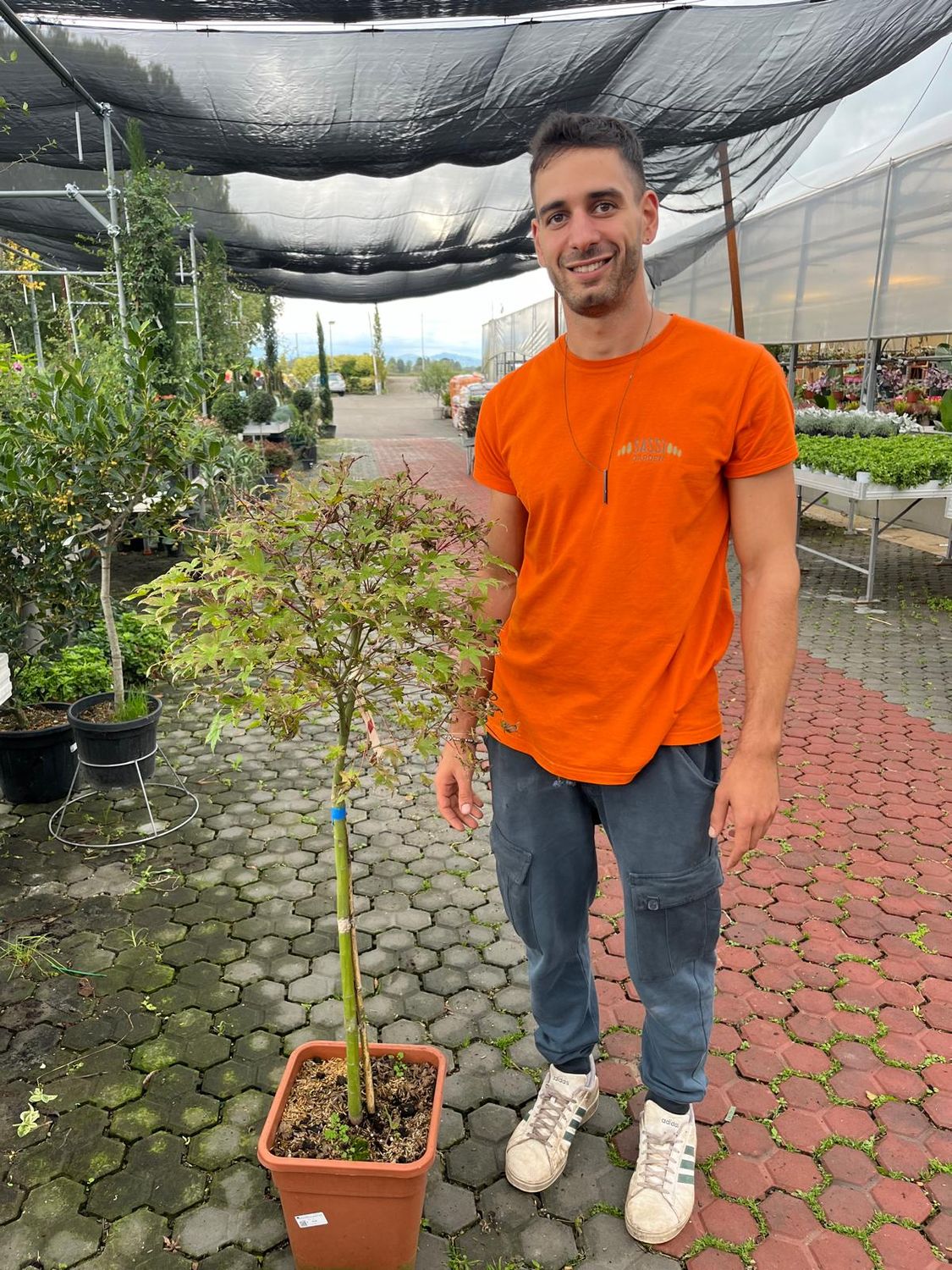Acer palmatum &#39;Skeeter&#39;s Broom&#39; - vaso Ø29 cm