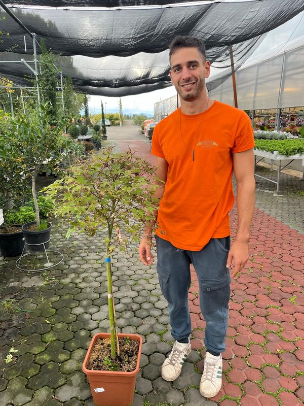 Acer palmatum &#39;Skeeter&#39;s Broom&#39; - vaso Ø29 cm
