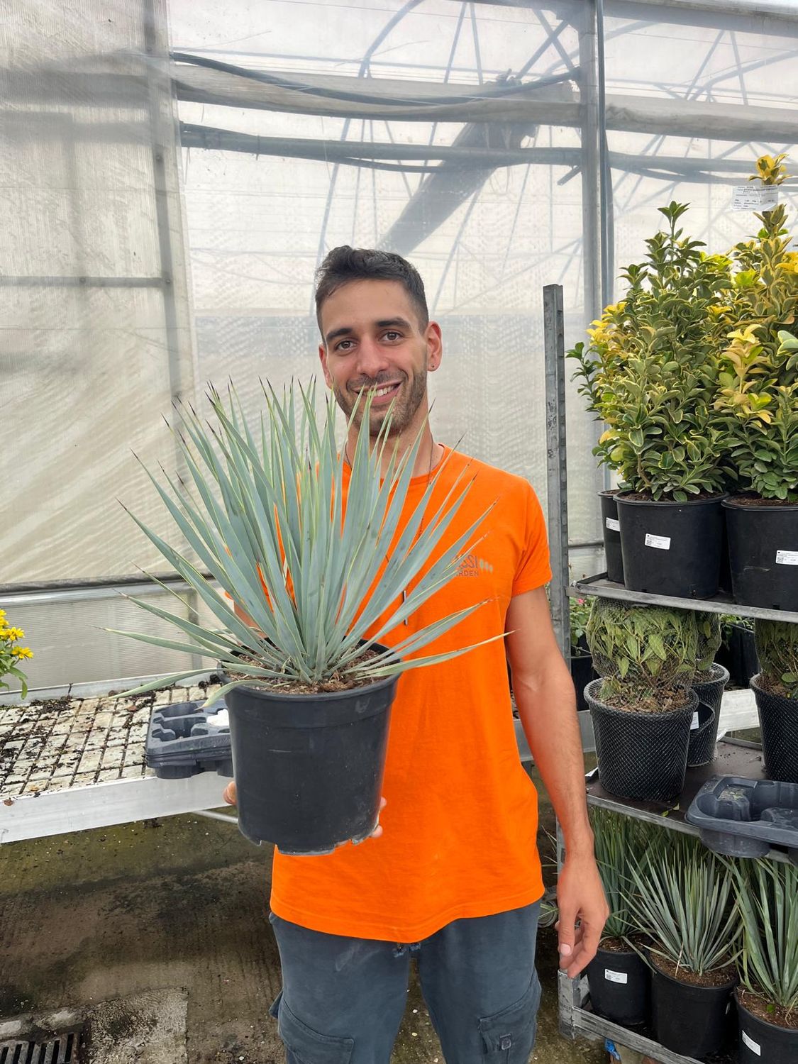 Yucca Rostrata - vaso Ø21 cm