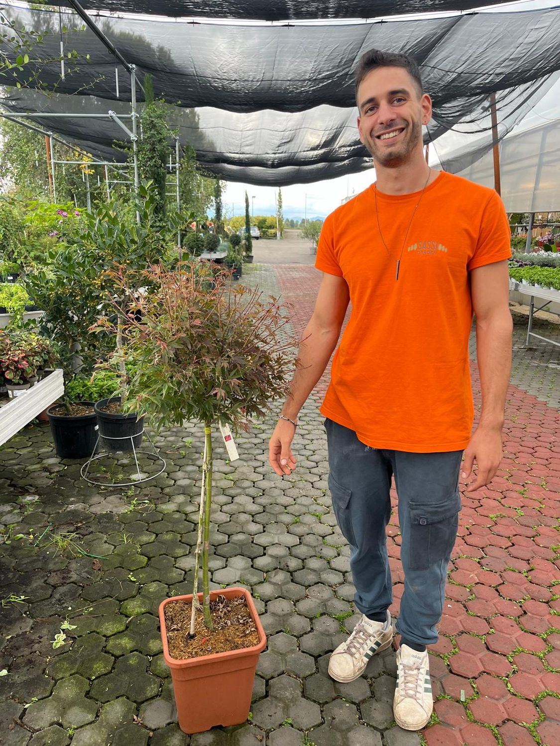 Acer palmatum &#39;Shaina&#39; - vaso Ø26 cm