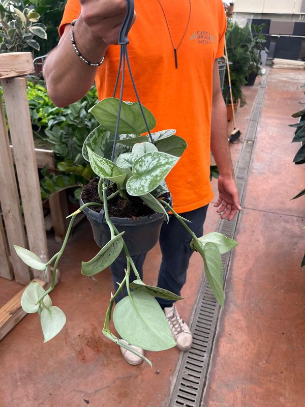 Scindapsus pictus 'Trebie' ricadente, Potus, Potos, Pothos, Photus - basket Ø16 cm