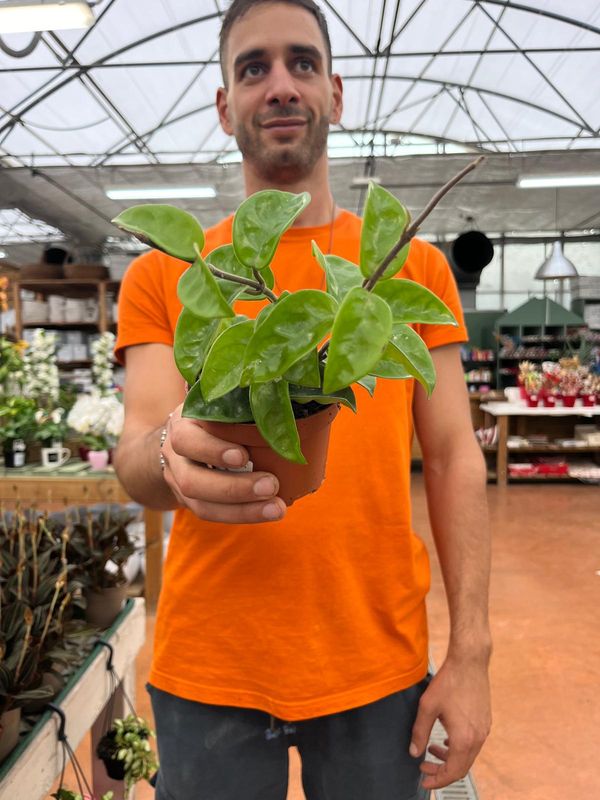 Hoya Carnosa 'Krinkle 8', Fiore di Cera - vaso Ø10 cm