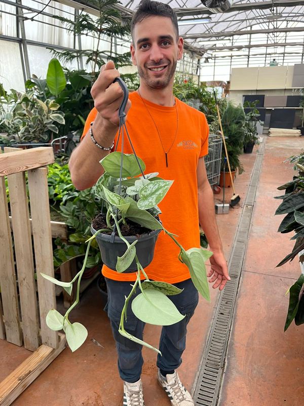 Scindapsus pictus &#39;Trebie&#39; ricadente, Potus, Potos, Pothos, Photus - basket Ø16 cm
