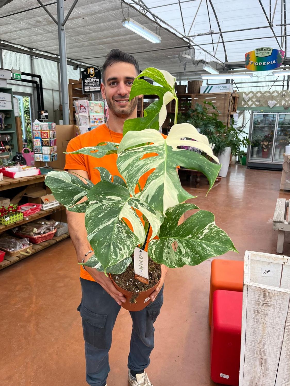Monstera Deliciosa Albo variegata - vaso Ø17 cm, h 50 cm