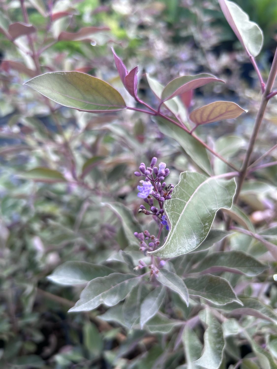 Vitex trifolia &#39; Purpurea &#39; - Vitex porpora - vaso Ø19 cm