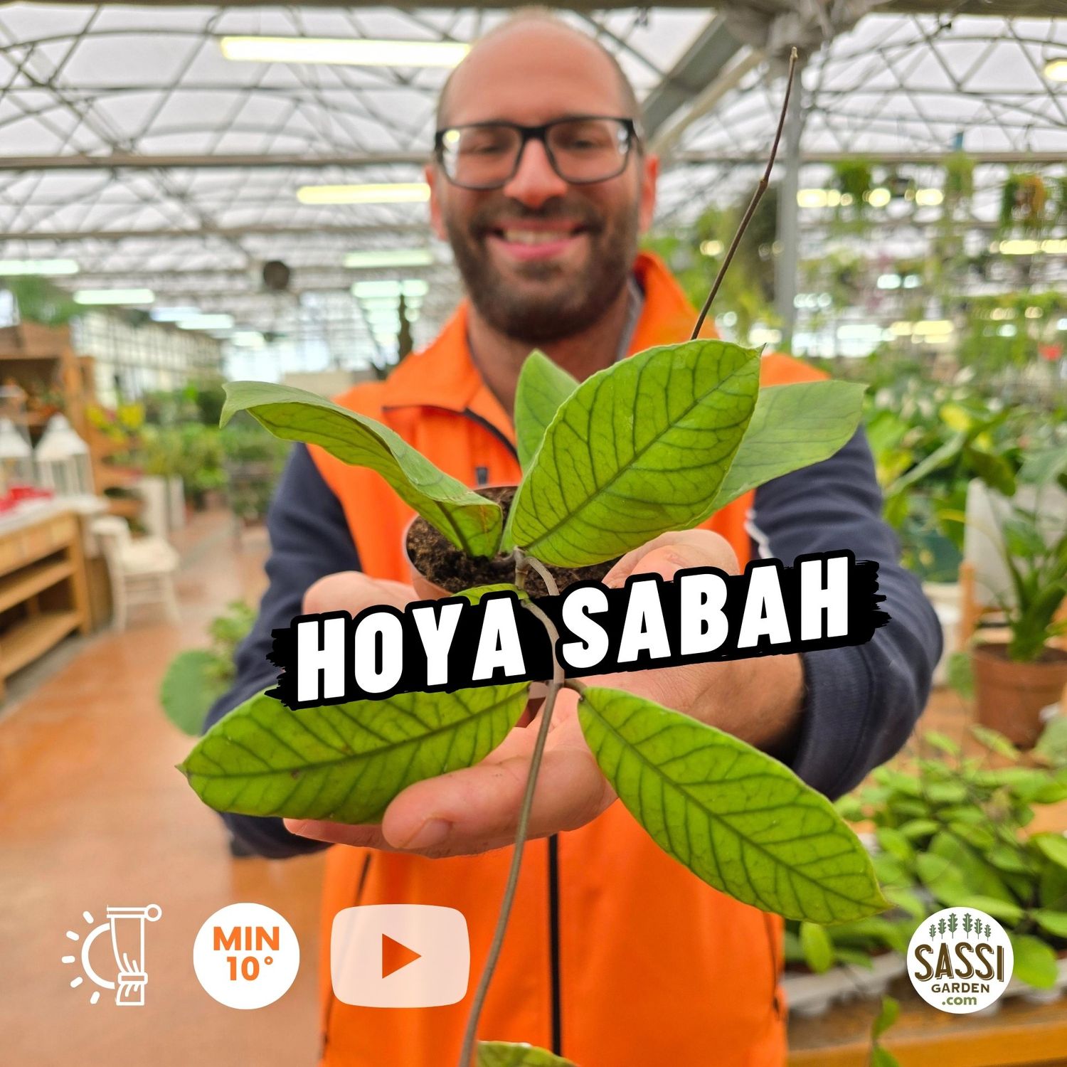 Hoya sabah, Fiore di cera - vaso Ø9 cm
