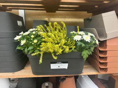 Vaschetta B-Smart ERBA