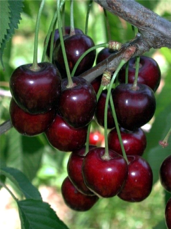 Ciliegio Durone Regina -  Prunus avium &#39;Durone Regina&#39; - Ciliegio autofertile - vaso 24