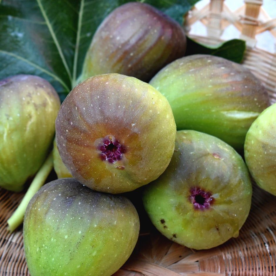 Fico  &#39; Bornholms Diamant &#39;- Ficus carica &#39;Bornholms Diamant&#39; - vaso Ø26 cm
