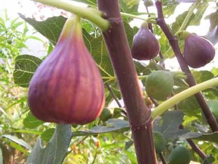 Fico Osborn Prolific- Ficus carica &#39;Osborn Prolific&#39; - vaso Ø19 cm