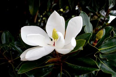 Magnolia grandiflora &#39; Little Gem &#39; - Magnolia sempreverde &#39;Little Gem&#39;- vaso Ø18 cm