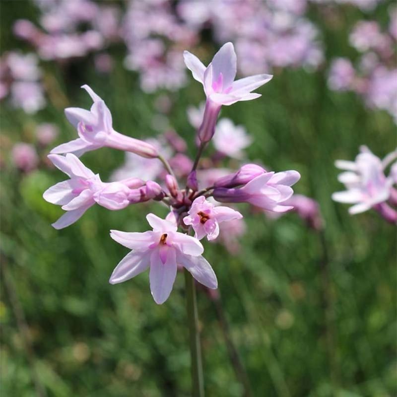 Tulbaghia ashanti - fiore rosa - vaso Ø18 cm