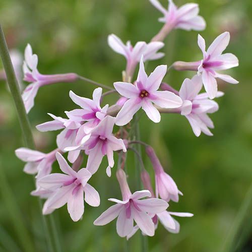 Tulbaghia violacea &#39; Purple Eye &#39;- fiore rosa cuore viola- vaso Ø16 cm