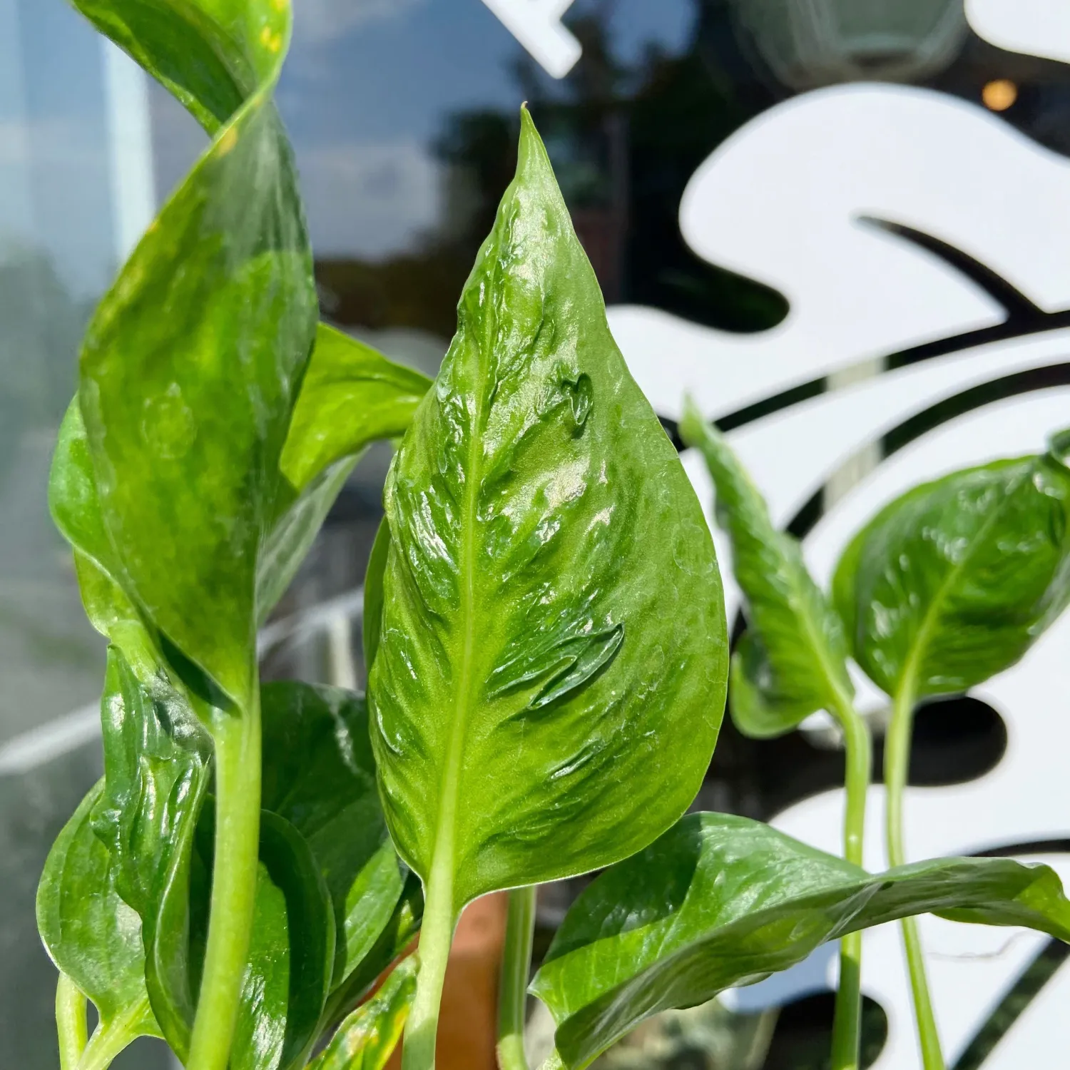 Epipremnum pinnatum Shangri-La , Potos, Pothos, Photus - vaso Ø12 cm