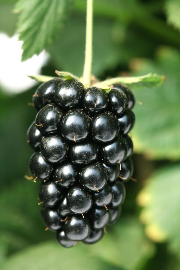 Rubus fruticosus &#39;Navaho&#39;, Mora Gigante rifiorente senza spine, TARDIVA - vaso Ø13 cm