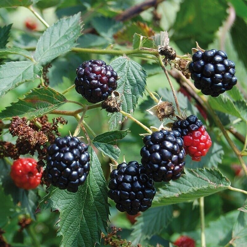 Rubus fruticosus &#39;Evergreen&#39;, Mora sempreverde - vaso Ø13 cm