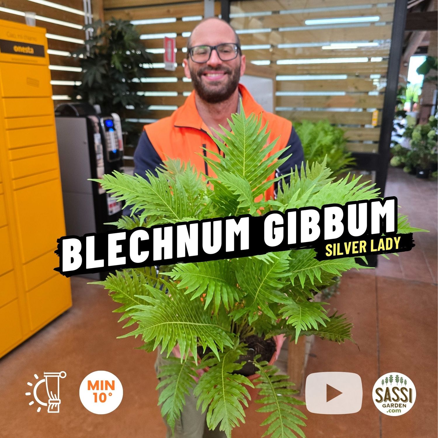 Felce da interno, Blechnum gibbum &#39;Silver Lady&#39; - vaso Ø17 cm