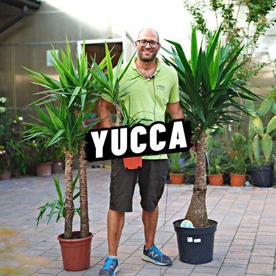 YUCCA