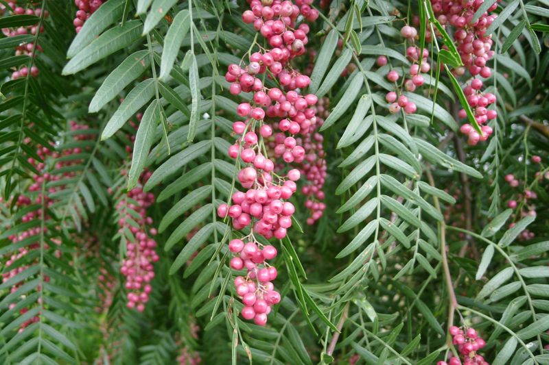 Pianta Di Schinus Molle (Falso Pepe) - Vaso 18cm, Pianta Decorativa Da Esterno O Interno - Foto 5