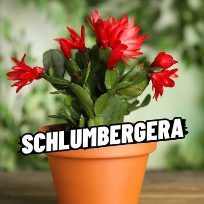 SCHLUMBERGERA