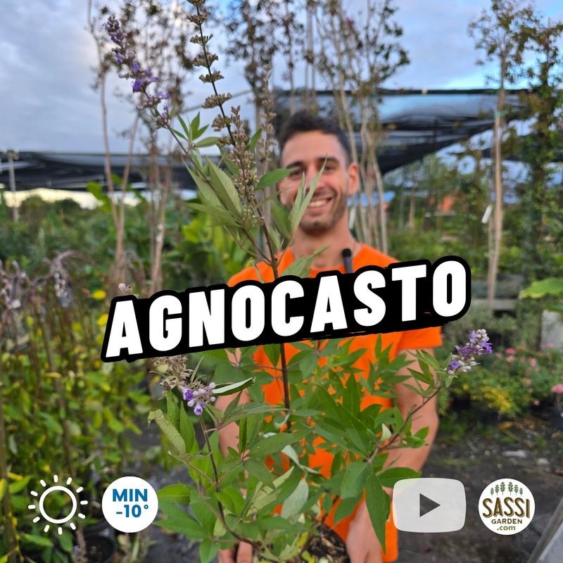 Agnocasto, Vitex agnus-castus - vaso Ø19 cm