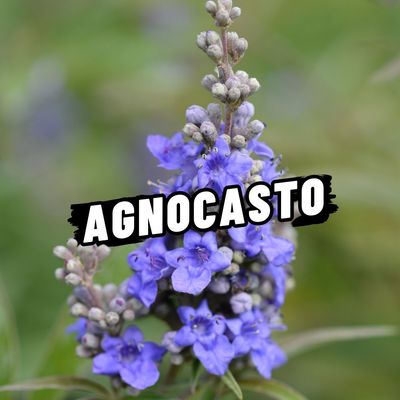 AGNOCASTO