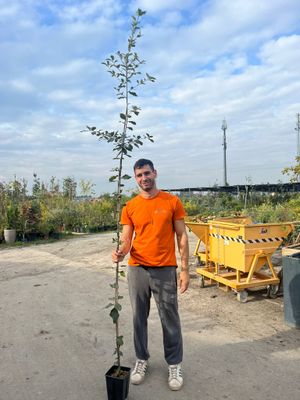 Quercus ilex, Leccio - vaso Ø15x15x20 cm h 180-200 Astone per albero Quercus ilex, Leccio - vaso Ø15x15x20 cm h 180-200 Astone per albero