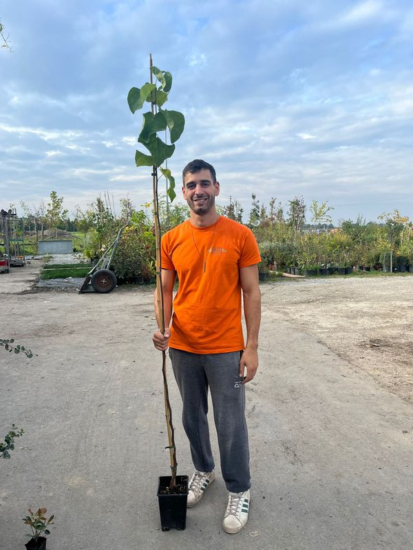 Cercis Canadensis, Albero di Giuda - 15x15x20 cm astone