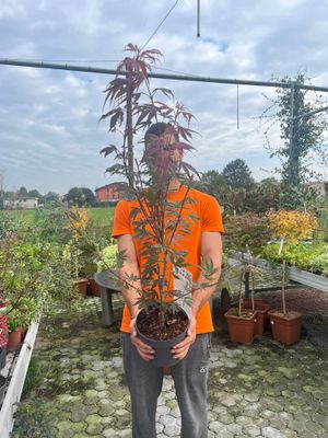 Acer palmatum &#39;Shaina&#39;, Acero giapponese Shaina- vaso Ø19 cm cespuglio h 45 cm