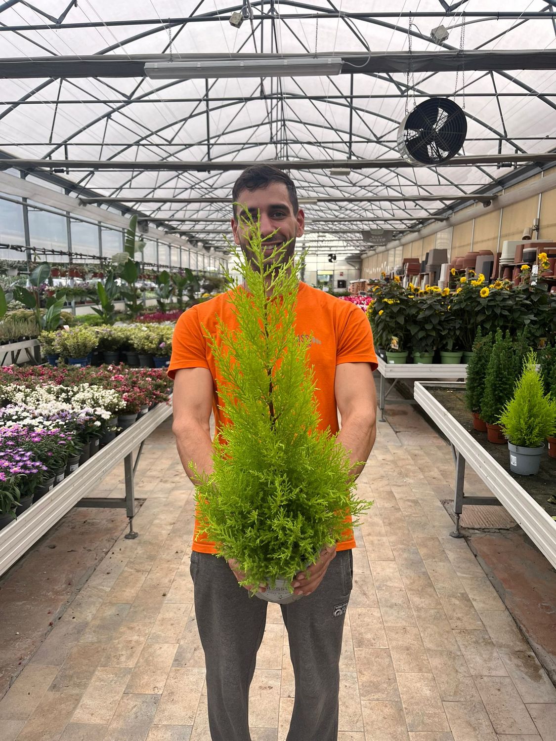 Cupressus macrocarpa, Cipresso di Monterey &#39; Goldcrest Wilma &#39; - vaso Ø 17cm H 60 cm