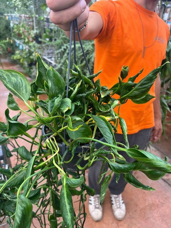 Epipremnum pinnatum 'Variegata' Shangri-La, Potos, Pothos, Photus - vaso Ø13 cm