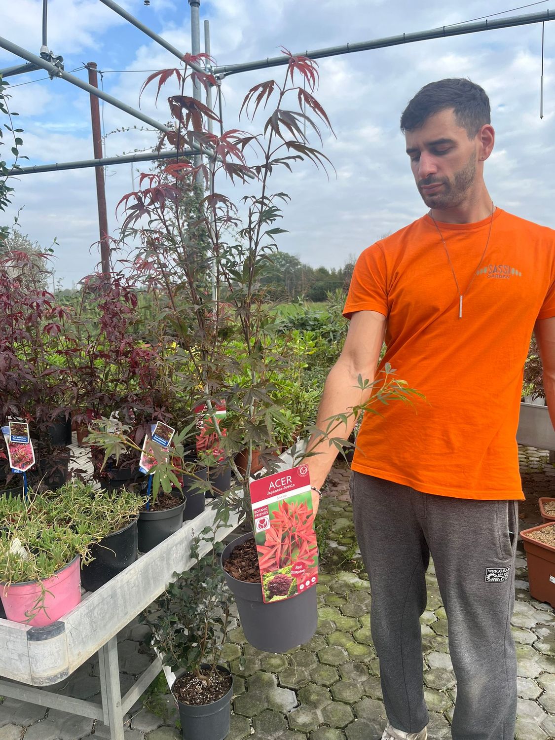 Acero Rosso Giapponese Shaina - Pianta Vera In Vaso ø18cm Da Vivaio Di Castelletto - Foto 13