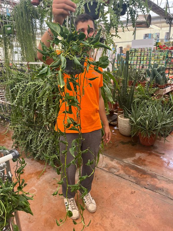 Epipremnum pinnatum 'Variegata' Shangri-La, Potos, Pothos, Photus - vaso Ø13 cm Epipremnum pinnatum 'Variegata' Shangri-La, Potos, Pothos, Photus - vaso Ø13 cm