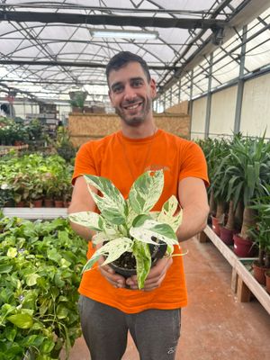 Epipremnum pinnatum &#39;Marble King&#39;, Potos, Pothos, Photus - vaso Ø12cm