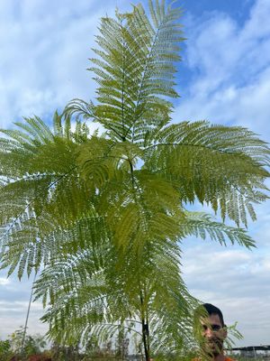 Jacaranda mimosifolia, Albero Glicine, Albero dei violini - vaso quadrato 24 cm, h 220 cm