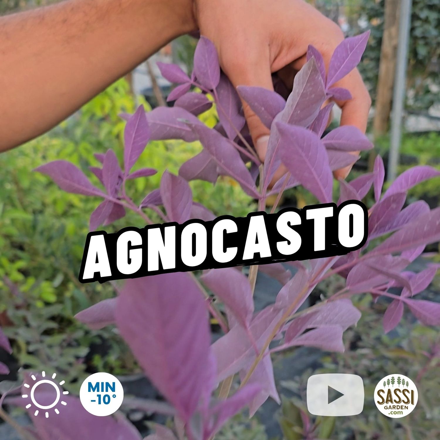 Agnocasto Purpureo, Vitex agnus-castus purpureum - vaso Ø18 cm