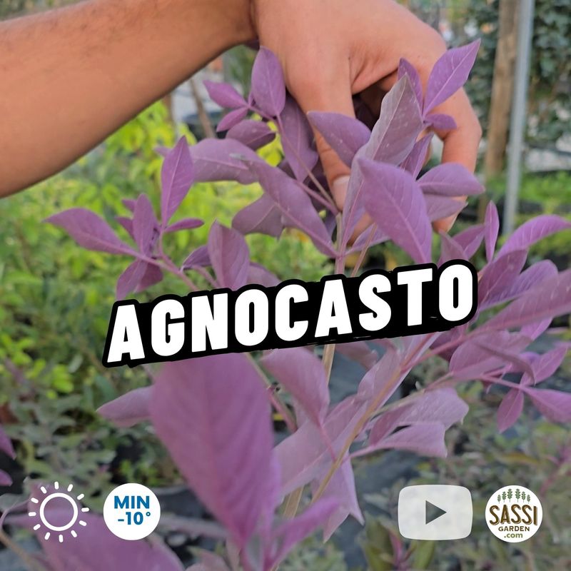 Agnocasto Purpureo, Vitex agnus-castus purpureum - vaso Ø18 cm