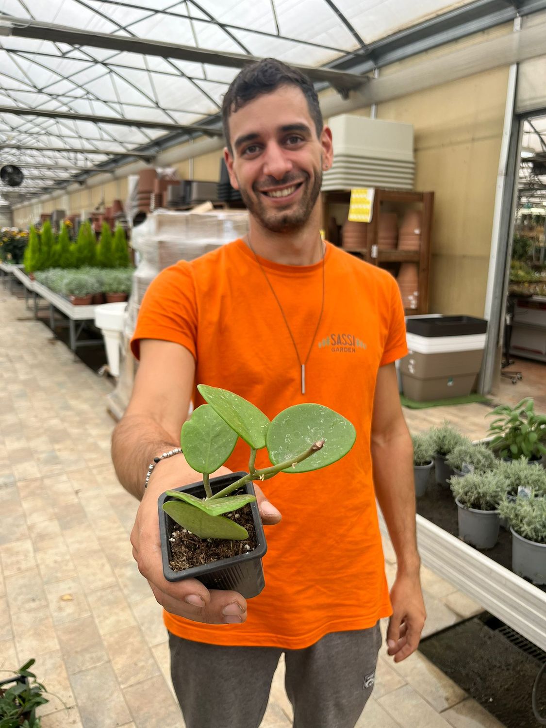 Hoya Obovata - vaso 7x7