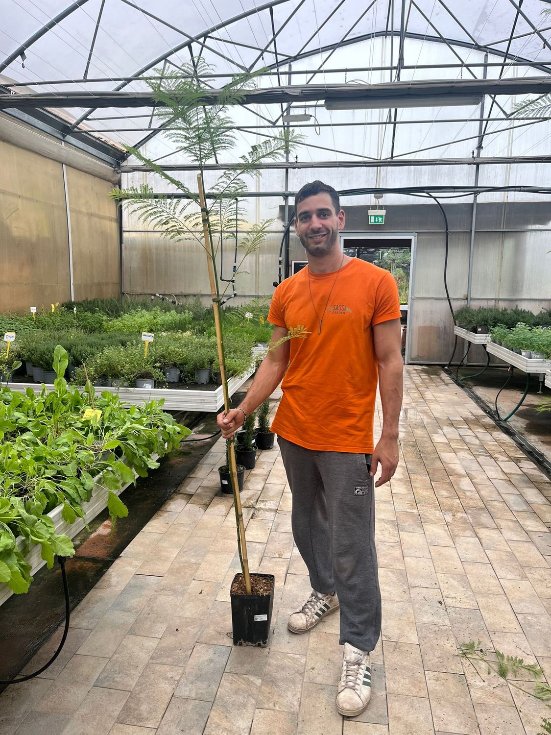 Jacaranda mimosifolia, Albero Glicine, Albero dei violini - vaso quadrato 13 cm, h 180 cm