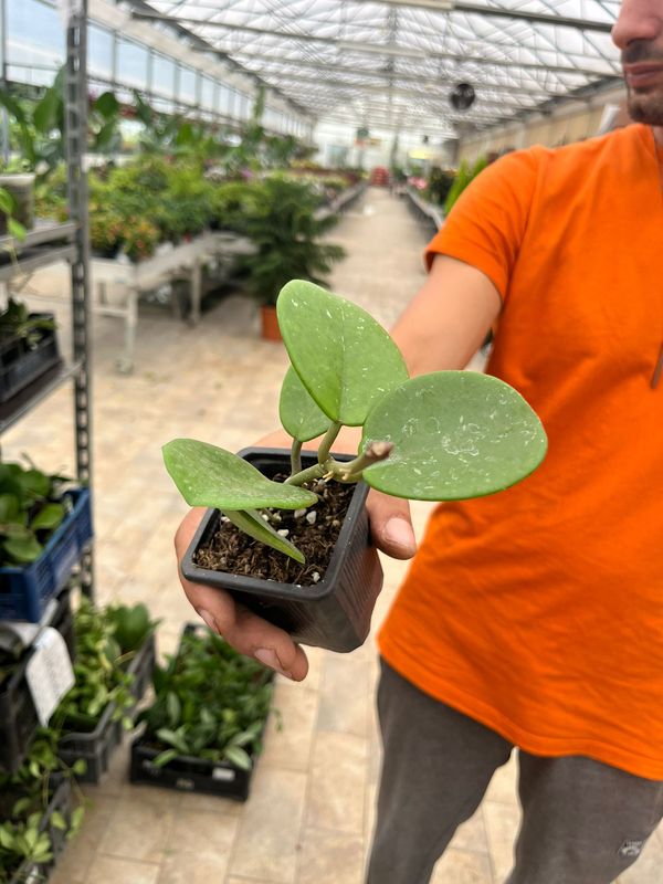 Hoya Obovata - vaso 7x7