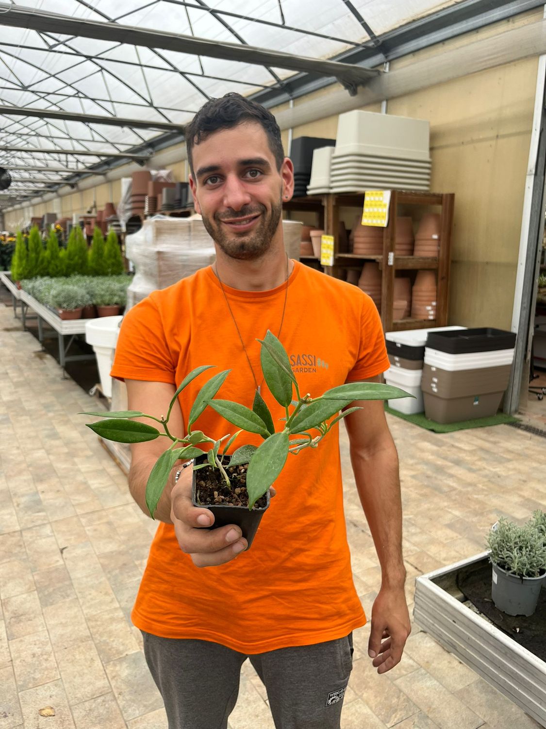 Hoya australis ssp. rupicola - Fiore di cera - vaso 7x7