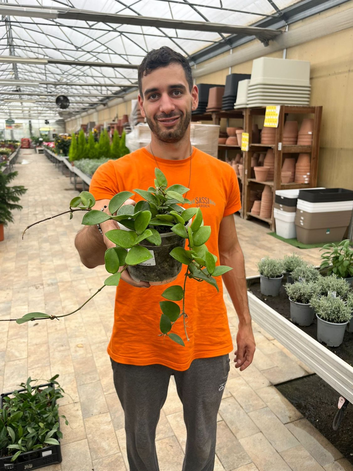 Hoya Chouke, Fiore di Cera (incrocio fra Hoya serpens e Hoya carnosa) - vaso Ø12 cm