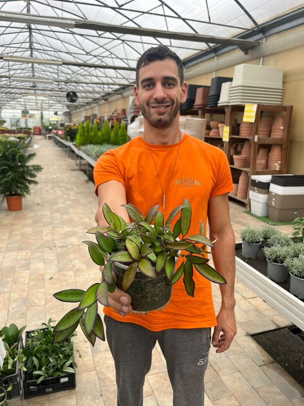 Hoya Rosita - vaso Ø12 cm vaso trasparente Hoya Rosita - vaso Ø12 cm vaso trasparente