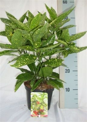 Aucuba Japonica variegata - vaso Ø17 cm
