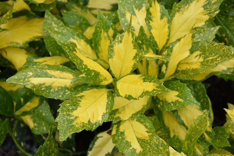 Aucuba Japonica &#39;Picturata&#39; - vaso Ø17 cm