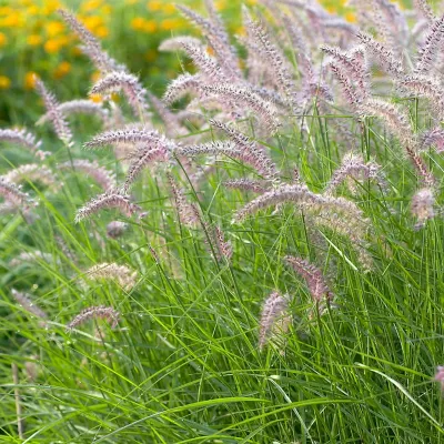 Pennisetum orientale &#39;Karley Rose&#39; - vaso 17
