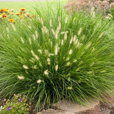 Pennisetum alopecuroides &#39; Little Bunny &#39;  - vaso 17